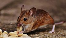 24 Hour & Emergency Exterminators in Niles, MI